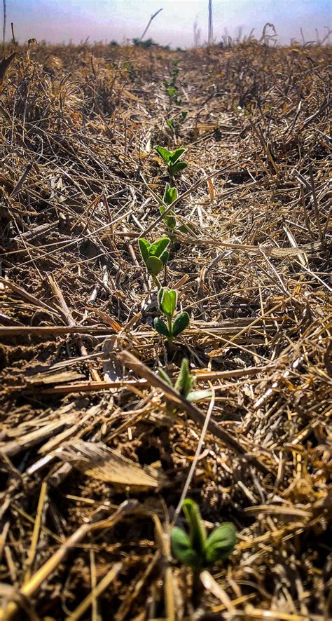 Channel® Soybean Seed 